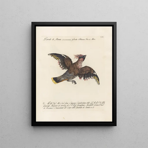 Ornithology Painting methodically digested Pl155 - Saverio Manetti — framed artwork on a wall