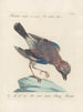 Ornithology methodically digested Pl156 - Saverio Manetti — artwork view