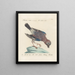 Ornithology methodically digested Pl156 - Saverio Manetti — framed artwork on a wall