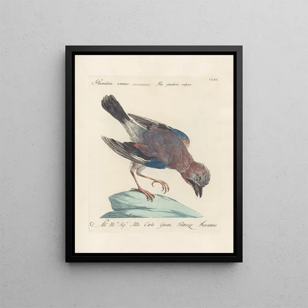 Ornithology methodically digested Pl156 - Saverio Manetti — framed artwork on a wall