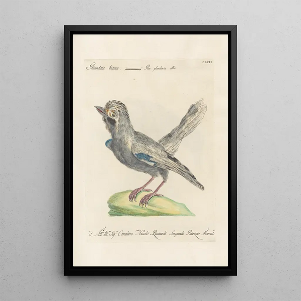 Ornithologia methodice digesta Pl157 - Saverio Manetti — framed artwork on a wall