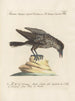 Ornithology Painting methodically digested Pl158 - Saverio Manetti — artwork view