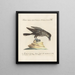 Ornithology Painting methodically digested Pl158 - Saverio Manetti — framed artwork on a wall