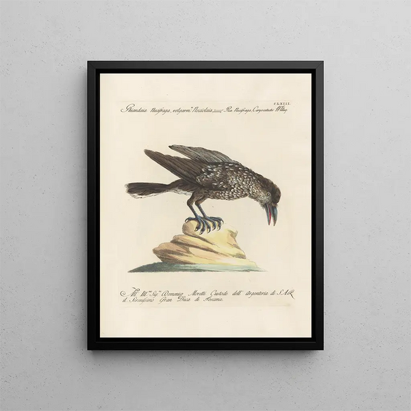 Ornithology Painting methodically digested Pl158 - Saverio Manetti — framed artwork on a wall