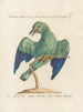 Ornithology systematically digested Painting Pl159 - Saverio Manetti — artwork view