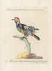 Ornithology methodically digested Pl161 - Saverio Manetti — artwork view