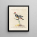 Ornithology methodically digested Pl161 - Saverio Manetti — framed artwork on a wall