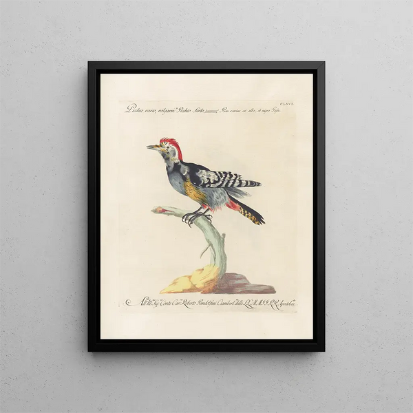 Ornithology methodically digested Pl161 - Saverio Manetti — framed artwork on a wall