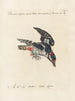 Ornithology meticulously digested Painting Pl162 - Saverio Manetti — artwork view