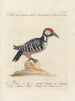 Ornithology systematically digested Painting Pl164 - Saverio Manetti — artwork view