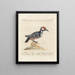 Ornithology systematically digested Painting Pl164 - Saverio Manetti — framed artwork on a wall