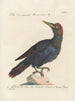 Ornithology Painting methodically digested Pl165 - Saverio Manetti — artwork view