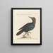 Ornithology Painting methodically digested Pl165 - Saverio Manetti — framed artwork on a wall