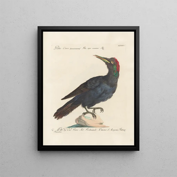 Ornithology Painting methodically digested Pl165 - Saverio Manetti — framed artwork on a wall