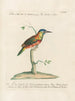 Ornithology painting methodically digested Pl166 - Saverio Manetti — artwork view