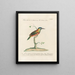 Ornithology painting methodically digested Pl166 - Saverio Manetti — framed artwork on a wall