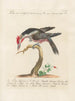 Ornithology methodically digested Pl167 - Saverio Manetti — artwork view
