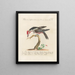 Ornithology methodically digested Pl167 - Saverio Manetti — framed artwork on a wall