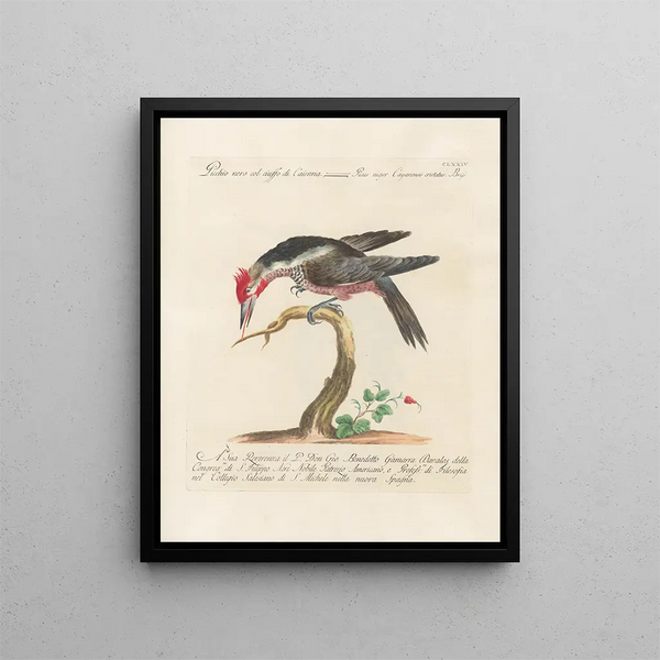 Ornithology methodically digested Pl167 - Saverio Manetti — framed artwork on a wall
