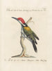 Ornithology methodically digested Pl168 - Saverio Manetti — artwork view