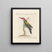 Ornithology methodically digested Pl168 - Saverio Manetti — framed artwork on a wall