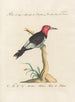 Ornithology Painting methodically digested Pl169 - Saverio Manetti — artwork view