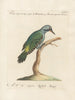 Ornithology Painting methodically digested Pl170 - Saverio Manetti — artwork view