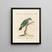 Ornithology Painting methodically digested Pl170 - Saverio Manetti — framed artwork on a wall
