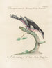 L'ornithologie a méthodiquement digéré Pl171 - Saverio Manetti — artwork view