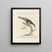 L'ornithologie a méthodiquement digéré Pl171 - Saverio Manetti — framed artwork on a wall