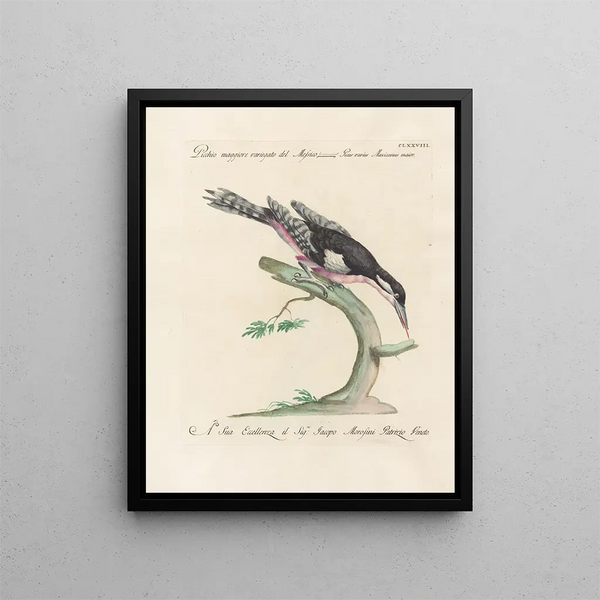 L'ornithologie a méthodiquement digéré Pl171 - Saverio Manetti — framed artwork on a wall