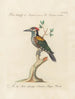 L'ornithologie a méthodiquement digéré Pl172 - Saverio Manetti — artwork view