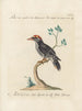 L'ornithologie a méthodiquement digéré Pl173 - Saverio Manetti — artwork view