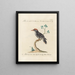 L'ornithologie a méthodiquement digéré Pl173 - Saverio Manetti — framed artwork on a wall