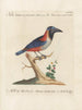 L'ornithologie a méthodiquement digéré Pl174 - Saverio Manetti — artwork view