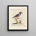 L'ornithologie a méthodiquement digéré Pl174 - Saverio Manetti — framed artwork on a wall