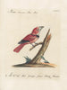 L'ornithologie a méthodiquement digéré Pl175 - Saverio Manetti — artwork view