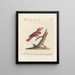 L'ornithologie a méthodiquement digéré Pl175 - Saverio Manetti — framed artwork on a wall