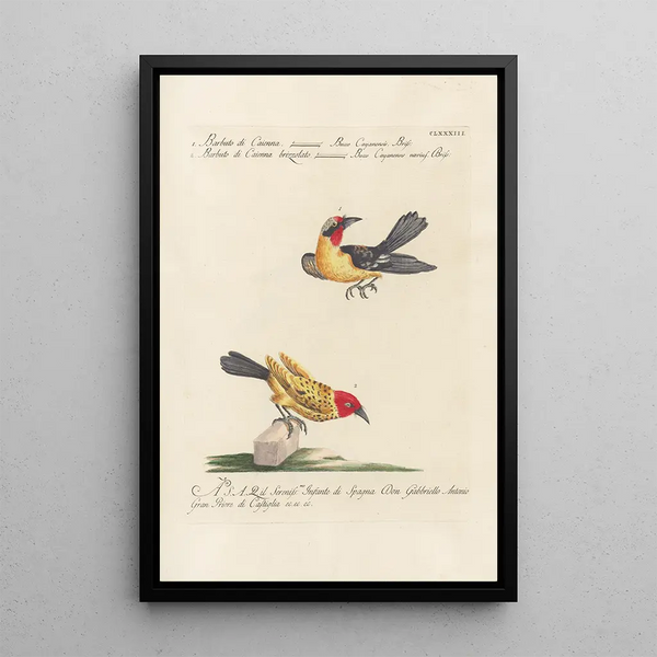 Ornithologia methodice digesta Pl176 - Saverio Manetti — framed artwork on a wall