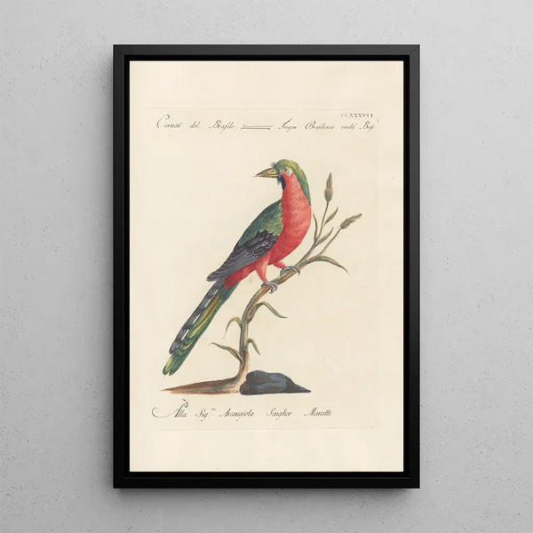 Ornithologia methodice digesta Pl178 - Saverio Manetti — framed artwork on a wall
