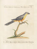 L'ornithologie a méthodiquement digéré Pl179 - Saverio Manetti — artwork view