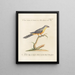 L'ornithologie a méthodiquement digéré Pl179 - Saverio Manetti — framed artwork on a wall
