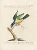 Ornithology Painting methodically digested Pl180 - Saverio Manetti — artwork view
