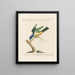 Ornithology Painting methodically digested Pl180 - Saverio Manetti — framed artwork on a wall