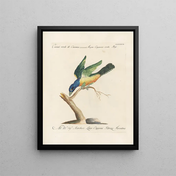 Ornithology Painting methodically digested Pl180 - Saverio Manetti — framed artwork on a wall