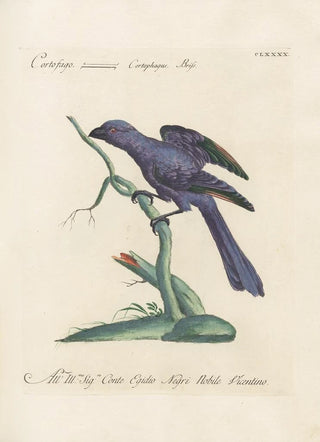 Saverio Manetti - Ornithologia methodice digesta Pl181.webp