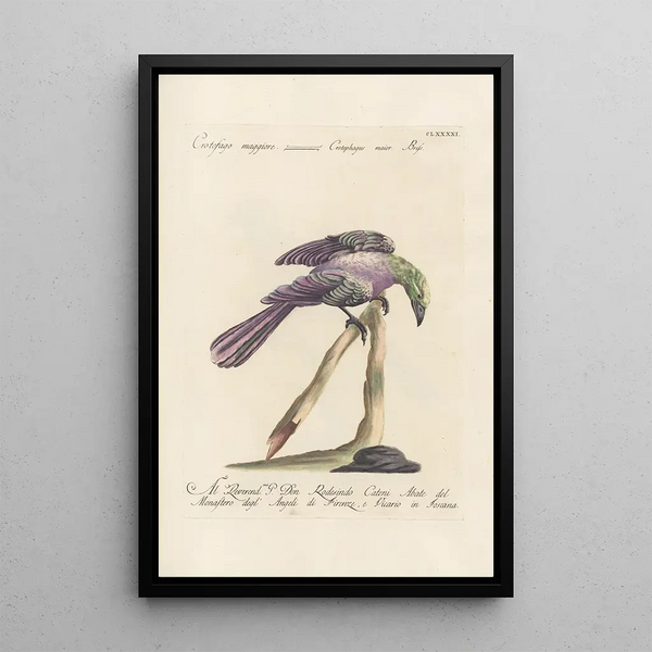 Ornithologia methodice digesta Pl182 - Saverio Manetti — framed artwork on a wall