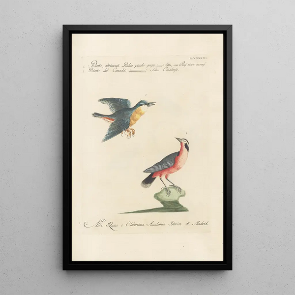 Ornithologia methodice digesta Pl184 - Saverio Manetti — framed artwork on a wall