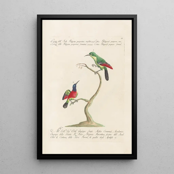 Ornithologia methodice digesta Pl187 - Saverio Manetti — framed artwork on a wall