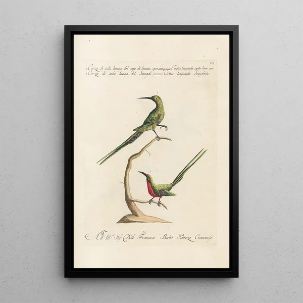Ornithologia methodice digesta Pl188 - Saverio Manetti — framed artwork on a wall